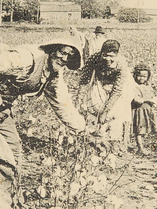 1907 Post card " In the cotton field" 1cent- Green- Florida to New Jersey