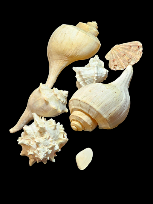 Collection of 6 decorative sea shells various sizes, Antiques, David's Antiques and Oddities
