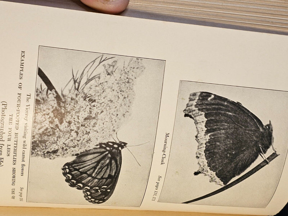 Butterflies worth knowing Clarence M. Weed 1923 /282 p/illustrations