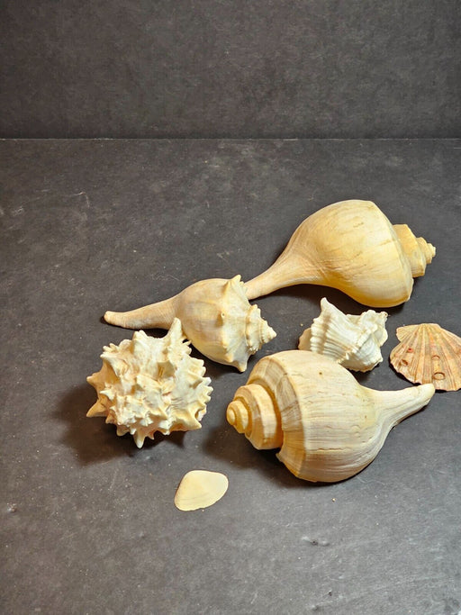 Collection of 6 decorative sea shells various sizes, Antiques, David's Antiques and Oddities