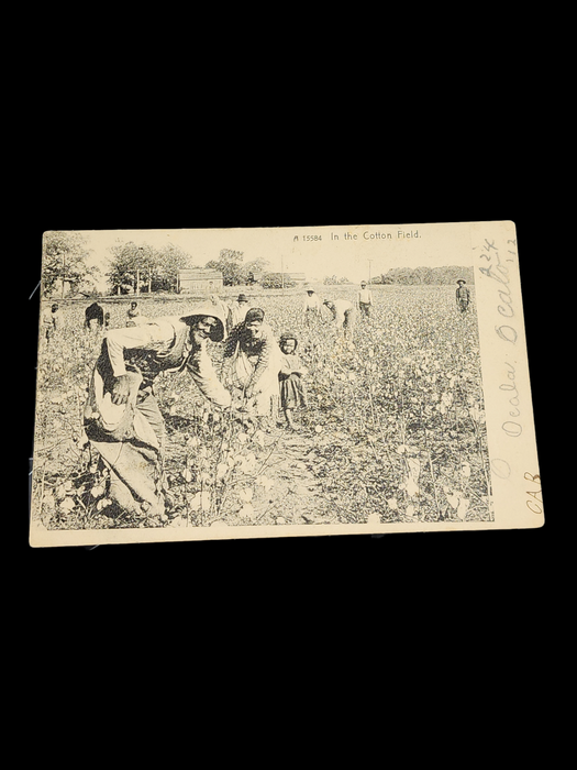 1907 Post card " In the cotton field" 1cent- Green- Florida to New Jersey