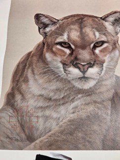 "Cougar" 15 x17 signed Skirka ( famous wild life artist) 1970s vintage/unframed